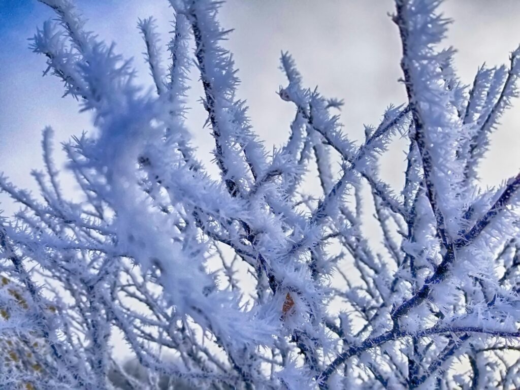 Frozen Tree Branches with the sky in the background. Texas freeze in 2021.